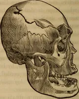 An illustration from Human science, or, Phrenology : its principles, proofs, faculties, organs, temperaments, combinations, conditions, teachings, philosophies, etc., etc. : as applied to health, its values, laws, functions, organs, means, preservation, restoration, etc. : mental philosophy, human and self improvement, civilization, home, country, commerce, rights, duties, ethics, etc. : God, His existence, attributes, laws, worship, natural theology, etc. : immortality, its evidences, conditions, relations to time, rewards, punishments, sin, faith, prayer, etc. : intellect, memory, juvenile and self education, literature, mental discipline, the senses, sciences, arts, avocations, a perfect life, etc., etc., etc. (1873)