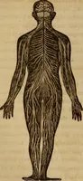 Picture 3 of 165 from Human science, or, Phrenology : its principles, proofs, faculties, organs, temperaments, combinations, conditions, teachings, philosophies, etc., etc. : as applied to health, its values, laws, functions, organs, means, preservation, restoration, etc. : mental philosophy, human and self improvement, civilization, home, country, commerce, rights, duties, ethics, etc. : God, His existence, attributes, laws, worship, natural theology, etc. : immortality, its evidences, conditions, relations to time, rewards, punishments, sin, faith, prayer, etc. : intellect, memory, juvenile and self education, literature, mental discipline, the senses, sciences, arts, avocations, a perfect life, etc., etc., etc. (1873), leaf 165