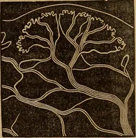 Picture 4 of 165 from Human science, or, Phrenology : its principles, proofs, faculties, organs, temperaments, combinations, conditions, teachings, philosophies, etc., etc. : as applied to health, its values, laws, functions, organs, means, preservation, restoration, etc. : mental philosophy, human and self improvement, civilization, home, country, commerce, rights, duties, ethics, etc. : God, His existence, attributes, laws, worship, natural theology, etc. : immortality, its evidences, conditions, relations to time, rewards, punishments, sin, faith, prayer, etc. : intellect, memory, juvenile and self education, literature, mental discipline, the senses, sciences, arts, avocations, a perfect life, etc., etc., etc. (1873), leaf 166