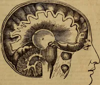 Picture 5 of 165 from Human science, or, Phrenology : its principles, proofs, faculties, organs, temperaments, combinations, conditions, teachings, philosophies, etc., etc. : as applied to health, its values, laws, functions, organs, means, preservation, restoration, etc. : mental philosophy, human and self improvement, civilization, home, country, commerce, rights, duties, ethics, etc. : God, His existence, attributes, laws, worship, natural theology, etc. : immortality, its evidences, conditions, relations to time, rewards, punishments, sin, faith, prayer, etc. : intellect, memory, juvenile and self education, literature, mental discipline, the senses, sciences, arts, avocations, a perfect life, etc., etc., etc. (1873), leaf 166