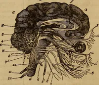 Picture 6 of 165 from Human science, or, Phrenology : its principles, proofs, faculties, organs, temperaments, combinations, conditions, teachings, philosophies, etc., etc. : as applied to health, its values, laws, functions, organs, means, preservation, restoration, etc. : mental philosophy, human and self improvement, civilization, home, country, commerce, rights, duties, ethics, etc. : God, His existence, attributes, laws, worship, natural theology, etc. : immortality, its evidences, conditions, relations to time, rewards, punishments, sin, faith, prayer, etc. : intellect, memory, juvenile and self education, literature, mental discipline, the senses, sciences, arts, avocations, a perfect life, etc., etc., etc. (1873), leaf 172