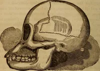 An illustration from Human science, or, Phrenology : its principles, proofs, faculties, organs, temperaments, combinations, conditions, teachings, philosophies, etc., etc. : as applied to health, its values, laws, functions, organs, means, preservation, restoration, etc. : mental philosophy, human and self improvement, civilization, home, country, commerce, rights, duties, ethics, etc. : God, His existence, attributes, laws, worship, natural theology, etc. : immortality, its evidences, conditions, relations to time, rewards, punishments, sin, faith, prayer, etc. : intellect, memory, juvenile and self education, literature, mental discipline, the senses, sciences, arts, avocations, a perfect life, etc., etc., etc. (1873)