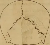 An illustration from Human science, or, Phrenology : its principles, proofs, faculties, organs, temperaments, combinations, conditions, teachings, philosophies, etc., etc. : as applied to health, its values, laws, functions, organs, means, preservation, restoration, etc. : mental philosophy, human and self improvement, civilization, home, country, commerce, rights, duties, ethics, etc. : God, His existence, attributes, laws, worship, natural theology, etc. : immortality, its evidences, conditions, relations to time, rewards, punishments, sin, faith, prayer, etc. : intellect, memory, juvenile and self education, literature, mental discipline, the senses, sciences, arts, avocations, a perfect life, etc., etc., etc. (1873)