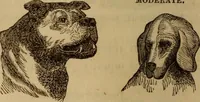 An illustration from Human science, or, Phrenology : its principles, proofs, faculties, organs, temperaments, combinations, conditions, teachings, philosophies, etc., etc. : as applied to health, its values, laws, functions, organs, means, preservation, restoration, etc. : mental philosophy, human and self improvement, civilization, home, country, commerce, rights, duties, ethics, etc. : God, His existence, attributes, laws, worship, natural theology, etc. : immortality, its evidences, conditions, relations to time, rewards, punishments, sin, faith, prayer, etc. : intellect, memory, juvenile and self education, literature, mental discipline, the senses, sciences, arts, avocations, a perfect life, etc., etc., etc. (1873)
