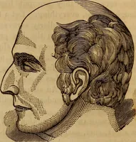 An illustration from Human science, or, Phrenology : its principles, proofs, faculties, organs, temperaments, combinations, conditions, teachings, philosophies, etc., etc. : as applied to health, its values, laws, functions, organs, means, preservation, restoration, etc. : mental philosophy, human and self improvement, civilization, home, country, commerce, rights, duties, ethics, etc. : God, His existence, attributes, laws, worship, natural theology, etc. : immortality, its evidences, conditions, relations to time, rewards, punishments, sin, faith, prayer, etc. : intellect, memory, juvenile and self education, literature, mental discipline, the senses, sciences, arts, avocations, a perfect life, etc., etc., etc. (1873)
