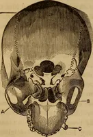 Picture 59 of 165 from Human science, or, Phrenology : its principles, proofs, faculties, organs, temperaments, combinations, conditions, teachings, philosophies, etc., etc. : as applied to health, its values, laws, functions, organs, means, preservation, restoration, etc. : mental philosophy, human and self improvement, civilization, home, country, commerce, rights, duties, ethics, etc. : God, His existence, attributes, laws, worship, natural theology, etc. : immortality, its evidences, conditions, relations to time, rewards, punishments, sin, faith, prayer, etc. : intellect, memory, juvenile and self education, literature, mental discipline, the senses, sciences, arts, avocations, a perfect life, etc., etc., etc. (1873), leaf 341