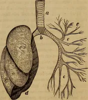 Picture 60 of 165 from Human science, or, Phrenology : its principles, proofs, faculties, organs, temperaments, combinations, conditions, teachings, philosophies, etc., etc. : as applied to health, its values, laws, functions, organs, means, preservation, restoration, etc. : mental philosophy, human and self improvement, civilization, home, country, commerce, rights, duties, ethics, etc. : God, His existence, attributes, laws, worship, natural theology, etc. : immortality, its evidences, conditions, relations to time, rewards, punishments, sin, faith, prayer, etc. : intellect, memory, juvenile and self education, literature, mental discipline, the senses, sciences, arts, avocations, a perfect life, etc., etc., etc. (1873), leaf 396