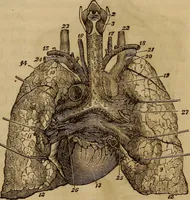 Picture 61 of 165 from Human science, or, Phrenology : its principles, proofs, faculties, organs, temperaments, combinations, conditions, teachings, philosophies, etc., etc. : as applied to health, its values, laws, functions, organs, means, preservation, restoration, etc. : mental philosophy, human and self improvement, civilization, home, country, commerce, rights, duties, ethics, etc. : God, His existence, attributes, laws, worship, natural theology, etc. : immortality, its evidences, conditions, relations to time, rewards, punishments, sin, faith, prayer, etc. : intellect, memory, juvenile and self education, literature, mental discipline, the senses, sciences, arts, avocations, a perfect life, etc., etc., etc. (1873), leaf 398