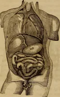 Picture 62 of 165 from Human science, or, Phrenology : its principles, proofs, faculties, organs, temperaments, combinations, conditions, teachings, philosophies, etc., etc. : as applied to health, its values, laws, functions, organs, means, preservation, restoration, etc. : mental philosophy, human and self improvement, civilization, home, country, commerce, rights, duties, ethics, etc. : God, His existence, attributes, laws, worship, natural theology, etc. : immortality, its evidences, conditions, relations to time, rewards, punishments, sin, faith, prayer, etc. : intellect, memory, juvenile and self education, literature, mental discipline, the senses, sciences, arts, avocations, a perfect life, etc., etc., etc. (1873), leaf 399