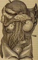 Picture 72 of 165 from Human science, or, Phrenology : its principles, proofs, faculties, organs, temperaments, combinations, conditions, teachings, philosophies, etc., etc. : as applied to health, its values, laws, functions, organs, means, preservation, restoration, etc. : mental philosophy, human and self improvement, civilization, home, country, commerce, rights, duties, ethics, etc. : God, His existence, attributes, laws, worship, natural theology, etc. : immortality, its evidences, conditions, relations to time, rewards, punishments, sin, faith, prayer, etc. : intellect, memory, juvenile and self education, literature, mental discipline, the senses, sciences, arts, avocations, a perfect life, etc., etc., etc. (1873), leaf 499
