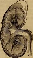 Picture 73 of 165 from Human science, or, Phrenology : its principles, proofs, faculties, organs, temperaments, combinations, conditions, teachings, philosophies, etc., etc. : as applied to health, its values, laws, functions, organs, means, preservation, restoration, etc. : mental philosophy, human and self improvement, civilization, home, country, commerce, rights, duties, ethics, etc. : God, His existence, attributes, laws, worship, natural theology, etc. : immortality, its evidences, conditions, relations to time, rewards, punishments, sin, faith, prayer, etc. : intellect, memory, juvenile and self education, literature, mental discipline, the senses, sciences, arts, avocations, a perfect life, etc., etc., etc. (1873), leaf 538
