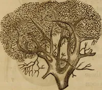 Picture 74 of 165 from Human science, or, Phrenology : its principles, proofs, faculties, organs, temperaments, combinations, conditions, teachings, philosophies, etc., etc. : as applied to health, its values, laws, functions, organs, means, preservation, restoration, etc. : mental philosophy, human and self improvement, civilization, home, country, commerce, rights, duties, ethics, etc. : God, His existence, attributes, laws, worship, natural theology, etc. : immortality, its evidences, conditions, relations to time, rewards, punishments, sin, faith, prayer, etc. : intellect, memory, juvenile and self education, literature, mental discipline, the senses, sciences, arts, avocations, a perfect life, etc., etc., etc. (1873), leaf 539