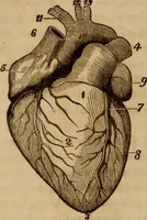Picture 75 of 165 from Human science, or, Phrenology : its principles, proofs, faculties, organs, temperaments, combinations, conditions, teachings, philosophies, etc., etc. : as applied to health, its values, laws, functions, organs, means, preservation, restoration, etc. : mental philosophy, human and self improvement, civilization, home, country, commerce, rights, duties, ethics, etc. : God, His existence, attributes, laws, worship, natural theology, etc. : immortality, its evidences, conditions, relations to time, rewards, punishments, sin, faith, prayer, etc. : intellect, memory, juvenile and self education, literature, mental discipline, the senses, sciences, arts, avocations, a perfect life, etc., etc., etc. (1873), leaf 543