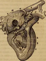 Picture 76 of 165 from Human science, or, Phrenology : its principles, proofs, faculties, organs, temperaments, combinations, conditions, teachings, philosophies, etc., etc. : as applied to health, its values, laws, functions, organs, means, preservation, restoration, etc. : mental philosophy, human and self improvement, civilization, home, country, commerce, rights, duties, ethics, etc. : God, His existence, attributes, laws, worship, natural theology, etc. : immortality, its evidences, conditions, relations to time, rewards, punishments, sin, faith, prayer, etc. : intellect, memory, juvenile and self education, literature, mental discipline, the senses, sciences, arts, avocations, a perfect life, etc., etc., etc. (1873), leaf 544