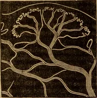 Picture 77 of 165 from Human science, or, Phrenology : its principles, proofs, faculties, organs, temperaments, combinations, conditions, teachings, philosophies, etc., etc. : as applied to health, its values, laws, functions, organs, means, preservation, restoration, etc. : mental philosophy, human and self improvement, civilization, home, country, commerce, rights, duties, ethics, etc. : God, His existence, attributes, laws, worship, natural theology, etc. : immortality, its evidences, conditions, relations to time, rewards, punishments, sin, faith, prayer, etc. : intellect, memory, juvenile and self education, literature, mental discipline, the senses, sciences, arts, avocations, a perfect life, etc., etc., etc. (1873), leaf 561