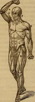 An illustration from Human science, or, Phrenology : its principles, proofs, faculties, organs, temperaments, combinations, conditions, teachings, philosophies, etc., etc. : as applied to health, its values, laws, functions, organs, means, preservation, restoration, etc. : mental philosophy, human and self improvement, civilization, home, country, commerce, rights, duties, ethics, etc. : God, His existence, attributes, laws, worship, natural theology, etc. : immortality, its evidences, conditions, relations to time, rewards, punishments, sin, faith, prayer, etc. : intellect, memory, juvenile and self education, literature, mental discipline, the senses, sciences, arts, avocations, a perfect life, etc., etc., etc. (1873)
