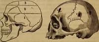 Picture 81 of 165 from Human science, or, Phrenology : its principles, proofs, faculties, organs, temperaments, combinations, conditions, teachings, philosophies, etc., etc. : as applied to health, its values, laws, functions, organs, means, preservation, restoration, etc. : mental philosophy, human and self improvement, civilization, home, country, commerce, rights, duties, ethics, etc. : God, His existence, attributes, laws, worship, natural theology, etc. : immortality, its evidences, conditions, relations to time, rewards, punishments, sin, faith, prayer, etc. : intellect, memory, juvenile and self education, literature, mental discipline, the senses, sciences, arts, avocations, a perfect life, etc., etc., etc. (1873), leaf 652