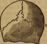Picture 86 of 165 from Human science, or, Phrenology : its principles, proofs, faculties, organs, temperaments, combinations, conditions, teachings, philosophies, etc., etc. : as applied to health, its values, laws, functions, organs, means, preservation, restoration, etc. : mental philosophy, human and self improvement, civilization, home, country, commerce, rights, duties, ethics, etc. : God, His existence, attributes, laws, worship, natural theology, etc. : immortality, its evidences, conditions, relations to time, rewards, punishments, sin, faith, prayer, etc. : intellect, memory, juvenile and self education, literature, mental discipline, the senses, sciences, arts, avocations, a perfect life, etc., etc., etc. (1873), leaf 674