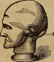 Picture 91 of 165 from Human science, or, Phrenology : its principles, proofs, faculties, organs, temperaments, combinations, conditions, teachings, philosophies, etc., etc. : as applied to health, its values, laws, functions, organs, means, preservation, restoration, etc. : mental philosophy, human and self improvement, civilization, home, country, commerce, rights, duties, ethics, etc. : God, His existence, attributes, laws, worship, natural theology, etc. : immortality, its evidences, conditions, relations to time, rewards, punishments, sin, faith, prayer, etc. : intellect, memory, juvenile and self education, literature, mental discipline, the senses, sciences, arts, avocations, a perfect life, etc., etc., etc. (1873), leaf 705