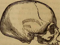 An illustration from Human science, or, Phrenology : its principles, proofs, faculties, organs, temperaments, combinations, conditions, teachings, philosophies, etc., etc. : as applied to health, its values, laws, functions, organs, means, preservation, restoration, etc. : mental philosophy, human and self improvement, civilization, home, country, commerce, rights, duties, ethics, etc. : God, His existence, attributes, laws, worship, natural theology, etc. : immortality, its evidences, conditions, relations to time, rewards, punishments, sin, faith, prayer, etc. : intellect, memory, juvenile and self education, literature, mental discipline, the senses, sciences, arts, avocations, a perfect life, etc., etc., etc. (1873)