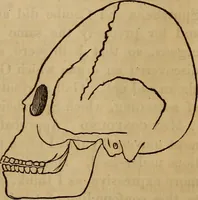 An illustration from Human science, or, Phrenology : its principles, proofs, faculties, organs, temperaments, combinations, conditions, teachings, philosophies, etc., etc. : as applied to health, its values, laws, functions, organs, means, preservation, restoration, etc. : mental philosophy, human and self improvement, civilization, home, country, commerce, rights, duties, ethics, etc. : God, His existence, attributes, laws, worship, natural theology, etc. : immortality, its evidences, conditions, relations to time, rewards, punishments, sin, faith, prayer, etc. : intellect, memory, juvenile and self education, literature, mental discipline, the senses, sciences, arts, avocations, a perfect life, etc., etc., etc. (1873)