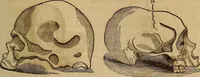 An illustration from Human science, or, Phrenology : its principles, proofs, faculties, organs, temperaments, combinations, conditions, teachings, philosophies, etc., etc. : as applied to health, its values, laws, functions, organs, means, preservation, restoration, etc. : mental philosophy, human and self improvement, civilization, home, country, commerce, rights, duties, ethics, etc. : God, His existence, attributes, laws, worship, natural theology, etc. : immortality, its evidences, conditions, relations to time, rewards, punishments, sin, faith, prayer, etc. : intellect, memory, juvenile and self education, literature, mental discipline, the senses, sciences, arts, avocations, a perfect life, etc., etc., etc. (1873)