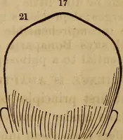 Picture 114 of 165 from Human science, or, Phrenology : its principles, proofs, faculties, organs, temperaments, combinations, conditions, teachings, philosophies, etc., etc. : as applied to health, its values, laws, functions, organs, means, preservation, restoration, etc. : mental philosophy, human and self improvement, civilization, home, country, commerce, rights, duties, ethics, etc. : God, His existence, attributes, laws, worship, natural theology, etc. : immortality, its evidences, conditions, relations to time, rewards, punishments, sin, faith, prayer, etc. : intellect, memory, juvenile and self education, literature, mental discipline, the senses, sciences, arts, avocations, a perfect life, etc., etc., etc. (1873), leaf 926