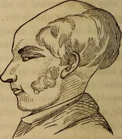 An illustration from Human science, or, Phrenology : its principles, proofs, faculties, organs, temperaments, combinations, conditions, teachings, philosophies, etc., etc. : as applied to health, its values, laws, functions, organs, means, preservation, restoration, etc. : mental philosophy, human and self improvement, civilization, home, country, commerce, rights, duties, ethics, etc. : God, His existence, attributes, laws, worship, natural theology, etc. : immortality, its evidences, conditions, relations to time, rewards, punishments, sin, faith, prayer, etc. : intellect, memory, juvenile and self education, literature, mental discipline, the senses, sciences, arts, avocations, a perfect life, etc., etc., etc. (1873)