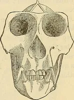 An illustration from Human science or phrenology. Its principles, proofs, faculties, organs, temperaments, combinations, conditions, teachings, philosophies, etc., etc. as applied to health. Its value, laws, functions, organs, means, preservation, restoration, etc. Mental philosophy, human and self improvement, civilization, home country, commerce rights, duties, ethics, etc. God, His existence, attributes, laws, worship, natural theology, etc. Immortality, its evidences, conditions, relations to time, rewards, punishments, sin, faith, prayer, etc. Intellect, memory, juvenile and self education, literature, mental discipline, the senses, sciences, arts, avocations, a perfect life, etc., etc (1880)