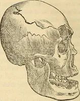 An illustration from Human science or phrenology. Its principles, proofs, faculties, organs, temperaments, combinations, conditions, teachings, philosophies, etc., etc. as applied to health. Its value, laws, functions, organs, means, preservation, restoration, etc. Mental philosophy, human and self improvement, civilization, home country, commerce rights, duties, ethics, etc. God, His existence, attributes, laws, worship, natural theology, etc. Immortality, its evidences, conditions, relations to time, rewards, punishments, sin, faith, prayer, etc. Intellect, memory, juvenile and self education, literature, mental discipline, the senses, sciences, arts, avocations, a perfect life, etc., etc (1880)
