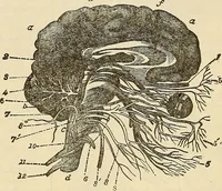 An illustration from Human science or phrenology. Its principles, proofs, faculties, organs, temperaments, combinations, conditions, teachings, philosophies, etc., etc. as applied to health. Its value, laws, functions, organs, means, preservation, restoration, etc. Mental philosophy, human and self improvement, civilization, home country, commerce rights, duties, ethics, etc. God, His existence, attributes, laws, worship, natural theology, etc. Immortality, its evidences, conditions, relations to time, rewards, punishments, sin, faith, prayer, etc. Intellect, memory, juvenile and self education, literature, mental discipline, the senses, sciences, arts, avocations, a perfect life, etc., etc (1880)