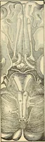 An illustration from Human science or phrenology. Its principles, proofs, faculties, organs, temperaments, combinations, conditions, teachings, philosophies, etc., etc. as applied to health. Its value, laws, functions, organs, means, preservation, restoration, etc. Mental philosophy, human and self improvement, civilization, home country, commerce rights, duties, ethics, etc. God, His existence, attributes, laws, worship, natural theology, etc. Immortality, its evidences, conditions, relations to time, rewards, punishments, sin, faith, prayer, etc. Intellect, memory, juvenile and self education, literature, mental discipline, the senses, sciences, arts, avocations, a perfect life, etc., etc (1880)