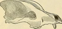 An illustration from Human science or phrenology. Its principles, proofs, faculties, organs, temperaments, combinations, conditions, teachings, philosophies, etc., etc. as applied to health. Its value, laws, functions, organs, means, preservation, restoration, etc. Mental philosophy, human and self improvement, civilization, home country, commerce rights, duties, ethics, etc. God, His existence, attributes, laws, worship, natural theology, etc. Immortality, its evidences, conditions, relations to time, rewards, punishments, sin, faith, prayer, etc. Intellect, memory, juvenile and self education, literature, mental discipline, the senses, sciences, arts, avocations, a perfect life, etc., etc (1880)