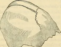 An illustration from Human science or phrenology. Its principles, proofs, faculties, organs, temperaments, combinations, conditions, teachings, philosophies, etc., etc. as applied to health. Its value, laws, functions, organs, means, preservation, restoration, etc. Mental philosophy, human and self improvement, civilization, home country, commerce rights, duties, ethics, etc. God, His existence, attributes, laws, worship, natural theology, etc. Immortality, its evidences, conditions, relations to time, rewards, punishments, sin, faith, prayer, etc. Intellect, memory, juvenile and self education, literature, mental discipline, the senses, sciences, arts, avocations, a perfect life, etc., etc (1880)
