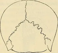 An illustration from Human science or phrenology. Its principles, proofs, faculties, organs, temperaments, combinations, conditions, teachings, philosophies, etc., etc. as applied to health. Its value, laws, functions, organs, means, preservation, restoration, etc. Mental philosophy, human and self improvement, civilization, home country, commerce rights, duties, ethics, etc. God, His existence, attributes, laws, worship, natural theology, etc. Immortality, its evidences, conditions, relations to time, rewards, punishments, sin, faith, prayer, etc. Intellect, memory, juvenile and self education, literature, mental discipline, the senses, sciences, arts, avocations, a perfect life, etc., etc (1880)