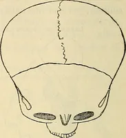 An illustration from Human science or phrenology. Its principles, proofs, faculties, organs, temperaments, combinations, conditions, teachings, philosophies, etc., etc. as applied to health. Its value, laws, functions, organs, means, preservation, restoration, etc. Mental philosophy, human and self improvement, civilization, home country, commerce rights, duties, ethics, etc. God, His existence, attributes, laws, worship, natural theology, etc. Immortality, its evidences, conditions, relations to time, rewards, punishments, sin, faith, prayer, etc. Intellect, memory, juvenile and self education, literature, mental discipline, the senses, sciences, arts, avocations, a perfect life, etc., etc (1880)