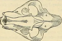 An illustration from Human science or phrenology. Its principles, proofs, faculties, organs, temperaments, combinations, conditions, teachings, philosophies, etc., etc. as applied to health. Its value, laws, functions, organs, means, preservation, restoration, etc. Mental philosophy, human and self improvement, civilization, home country, commerce rights, duties, ethics, etc. God, His existence, attributes, laws, worship, natural theology, etc. Immortality, its evidences, conditions, relations to time, rewards, punishments, sin, faith, prayer, etc. Intellect, memory, juvenile and self education, literature, mental discipline, the senses, sciences, arts, avocations, a perfect life, etc., etc (1880)
