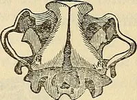 An illustration from Human science or phrenology. Its principles, proofs, faculties, organs, temperaments, combinations, conditions, teachings, philosophies, etc., etc. as applied to health. Its value, laws, functions, organs, means, preservation, restoration, etc. Mental philosophy, human and self improvement, civilization, home country, commerce rights, duties, ethics, etc. God, His existence, attributes, laws, worship, natural theology, etc. Immortality, its evidences, conditions, relations to time, rewards, punishments, sin, faith, prayer, etc. Intellect, memory, juvenile and self education, literature, mental discipline, the senses, sciences, arts, avocations, a perfect life, etc., etc (1880)