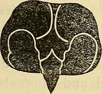 An illustration from Human science or phrenology. Its principles, proofs, faculties, organs, temperaments, combinations, conditions, teachings, philosophies, etc., etc. as applied to health. Its value, laws, functions, organs, means, preservation, restoration, etc. Mental philosophy, human and self improvement, civilization, home country, commerce rights, duties, ethics, etc. God, His existence, attributes, laws, worship, natural theology, etc. Immortality, its evidences, conditions, relations to time, rewards, punishments, sin, faith, prayer, etc. Intellect, memory, juvenile and self education, literature, mental discipline, the senses, sciences, arts, avocations, a perfect life, etc., etc (1880)