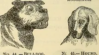 An illustration from Human science or phrenology. Its principles, proofs, faculties, organs, temperaments, combinations, conditions, teachings, philosophies, etc., etc. as applied to health. Its value, laws, functions, organs, means, preservation, restoration, etc. Mental philosophy, human and self improvement, civilization, home country, commerce rights, duties, ethics, etc. God, His existence, attributes, laws, worship, natural theology, etc. Immortality, its evidences, conditions, relations to time, rewards, punishments, sin, faith, prayer, etc. Intellect, memory, juvenile and self education, literature, mental discipline, the senses, sciences, arts, avocations, a perfect life, etc., etc (1880)