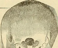 An illustration from Human science or phrenology. Its principles, proofs, faculties, organs, temperaments, combinations, conditions, teachings, philosophies, etc., etc. as applied to health. Its value, laws, functions, organs, means, preservation, restoration, etc. Mental philosophy, human and self improvement, civilization, home country, commerce rights, duties, ethics, etc. God, His existence, attributes, laws, worship, natural theology, etc. Immortality, its evidences, conditions, relations to time, rewards, punishments, sin, faith, prayer, etc. Intellect, memory, juvenile and self education, literature, mental discipline, the senses, sciences, arts, avocations, a perfect life, etc., etc (1880)