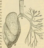 An illustration from Human science or phrenology. Its principles, proofs, faculties, organs, temperaments, combinations, conditions, teachings, philosophies, etc., etc. as applied to health. Its value, laws, functions, organs, means, preservation, restoration, etc. Mental philosophy, human and self improvement, civilization, home country, commerce rights, duties, ethics, etc. God, His existence, attributes, laws, worship, natural theology, etc. Immortality, its evidences, conditions, relations to time, rewards, punishments, sin, faith, prayer, etc. Intellect, memory, juvenile and self education, literature, mental discipline, the senses, sciences, arts, avocations, a perfect life, etc., etc (1880)