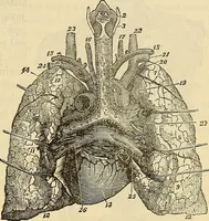 An illustration from Human science or phrenology. Its principles, proofs, faculties, organs, temperaments, combinations, conditions, teachings, philosophies, etc., etc. as applied to health. Its value, laws, functions, organs, means, preservation, restoration, etc. Mental philosophy, human and self improvement, civilization, home country, commerce rights, duties, ethics, etc. God, His existence, attributes, laws, worship, natural theology, etc. Immortality, its evidences, conditions, relations to time, rewards, punishments, sin, faith, prayer, etc. Intellect, memory, juvenile and self education, literature, mental discipline, the senses, sciences, arts, avocations, a perfect life, etc., etc (1880)