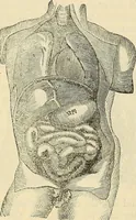 An illustration from Human science or phrenology. Its principles, proofs, faculties, organs, temperaments, combinations, conditions, teachings, philosophies, etc., etc. as applied to health. Its value, laws, functions, organs, means, preservation, restoration, etc. Mental philosophy, human and self improvement, civilization, home country, commerce rights, duties, ethics, etc. God, His existence, attributes, laws, worship, natural theology, etc. Immortality, its evidences, conditions, relations to time, rewards, punishments, sin, faith, prayer, etc. Intellect, memory, juvenile and self education, literature, mental discipline, the senses, sciences, arts, avocations, a perfect life, etc., etc (1880)