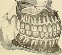An illustration from Human science or phrenology. Its principles, proofs, faculties, organs, temperaments, combinations, conditions, teachings, philosophies, etc., etc. as applied to health. Its value, laws, functions, organs, means, preservation, restoration, etc. Mental philosophy, human and self improvement, civilization, home country, commerce rights, duties, ethics, etc. God, His existence, attributes, laws, worship, natural theology, etc. Immortality, its evidences, conditions, relations to time, rewards, punishments, sin, faith, prayer, etc. Intellect, memory, juvenile and self education, literature, mental discipline, the senses, sciences, arts, avocations, a perfect life, etc., etc (1880)