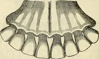 An illustration from Human science or phrenology. Its principles, proofs, faculties, organs, temperaments, combinations, conditions, teachings, philosophies, etc., etc. as applied to health. Its value, laws, functions, organs, means, preservation, restoration, etc. Mental philosophy, human and self improvement, civilization, home country, commerce rights, duties, ethics, etc. God, His existence, attributes, laws, worship, natural theology, etc. Immortality, its evidences, conditions, relations to time, rewards, punishments, sin, faith, prayer, etc. Intellect, memory, juvenile and self education, literature, mental discipline, the senses, sciences, arts, avocations, a perfect life, etc., etc (1880)