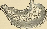 Picture 70 of 167 from Human science or phrenology. Its principles, proofs, faculties, organs, temperaments, combinations, conditions, teachings, philosophies, etc., etc. as applied to health. Its value, laws, functions, organs, means, preservation, restoration, etc. Mental philosophy, human and self improvement, civilization, home country, commerce rights, duties, ethics, etc. God, His existence, attributes, laws, worship, natural theology, etc. Immortality, its evidences, conditions, relations to time, rewards, punishments, sin, faith, prayer, etc. Intellect, memory, juvenile and self education, literature, mental discipline, the senses, sciences, arts, avocations, a perfect life, etc., etc (1880), leaf 488
