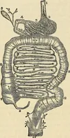 An illustration from Human science or phrenology. Its principles, proofs, faculties, organs, temperaments, combinations, conditions, teachings, philosophies, etc., etc. as applied to health. Its value, laws, functions, organs, means, preservation, restoration, etc. Mental philosophy, human and self improvement, civilization, home country, commerce rights, duties, ethics, etc. God, His existence, attributes, laws, worship, natural theology, etc. Immortality, its evidences, conditions, relations to time, rewards, punishments, sin, faith, prayer, etc. Intellect, memory, juvenile and self education, literature, mental discipline, the senses, sciences, arts, avocations, a perfect life, etc., etc (1880)