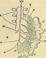 An illustration from Human science or phrenology. Its principles, proofs, faculties, organs, temperaments, combinations, conditions, teachings, philosophies, etc., etc. as applied to health. Its value, laws, functions, organs, means, preservation, restoration, etc. Mental philosophy, human and self improvement, civilization, home country, commerce rights, duties, ethics, etc. God, His existence, attributes, laws, worship, natural theology, etc. Immortality, its evidences, conditions, relations to time, rewards, punishments, sin, faith, prayer, etc. Intellect, memory, juvenile and self education, literature, mental discipline, the senses, sciences, arts, avocations, a perfect life, etc., etc (1880)