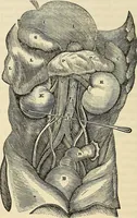 An illustration from Human science or phrenology. Its principles, proofs, faculties, organs, temperaments, combinations, conditions, teachings, philosophies, etc., etc. as applied to health. Its value, laws, functions, organs, means, preservation, restoration, etc. Mental philosophy, human and self improvement, civilization, home country, commerce rights, duties, ethics, etc. God, His existence, attributes, laws, worship, natural theology, etc. Immortality, its evidences, conditions, relations to time, rewards, punishments, sin, faith, prayer, etc. Intellect, memory, juvenile and self education, literature, mental discipline, the senses, sciences, arts, avocations, a perfect life, etc., etc (1880)